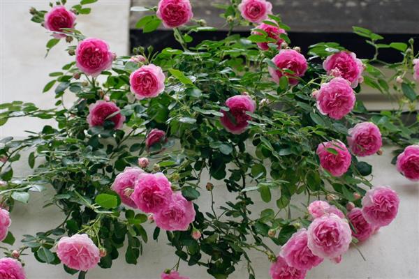 藤本月季的管理方法,牵引前先修剪一次