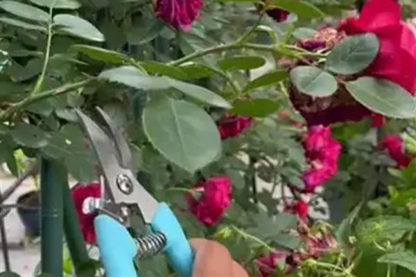 藤本月季的管理方法,牵引前先修剪一次