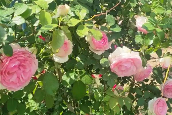 藤本月季的管理方法,牵引前先修剪一次