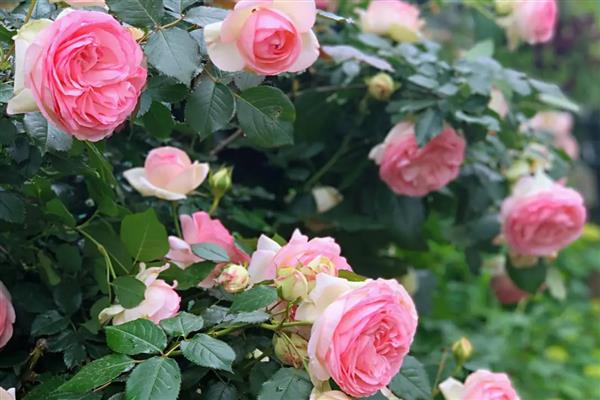 藤本月季的管理方法,牵引前先修剪一次