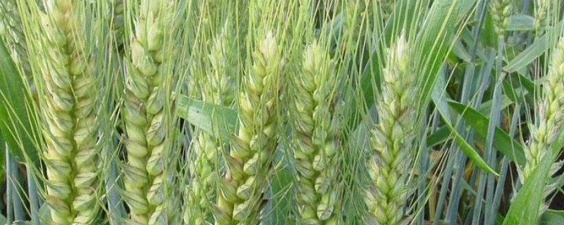 小麦苗期如何防治纹枯病，可用粉锈宁乳油、井冈霉素水剂等