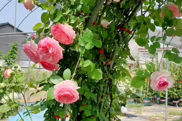 藤本月季的管理方法,牵引前先修剪一次