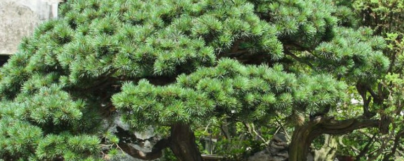 雪松如何防治病虫害，猝倒病应以防为主