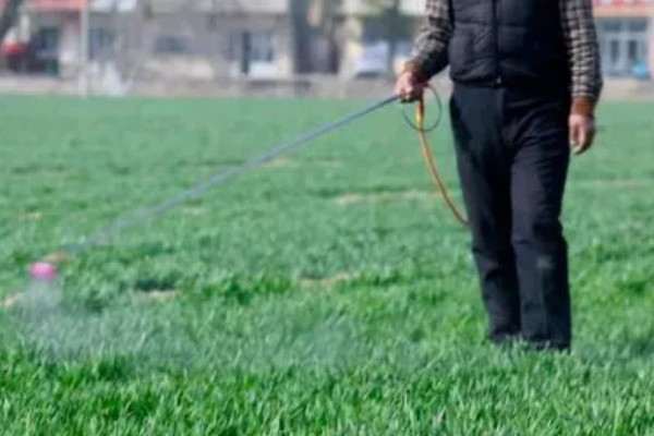 小麦苗期如何防治纹枯病，可用粉锈宁乳油、井冈霉素水剂等