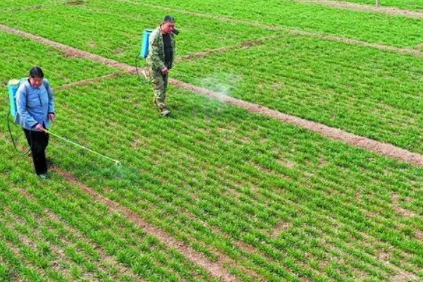 小麦苗期如何防治纹枯病，可用粉锈宁乳油、井冈霉素水剂等