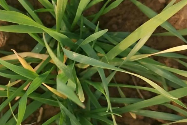 小麦苗期如何防治纹枯病，可用粉锈宁乳油、井冈霉素水剂等