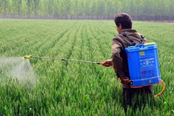 小麦苗期如何防治纹枯病，可用粉锈宁乳油、井冈霉素水剂等