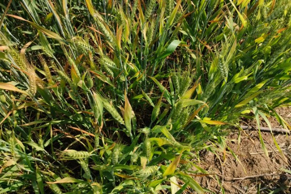 小麦苗期如何防治纹枯病，可用粉锈宁乳油、井冈霉素水剂等