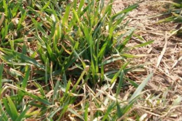 小麦苗期如何防治纹枯病，可用粉锈宁乳油、井冈霉素水剂等