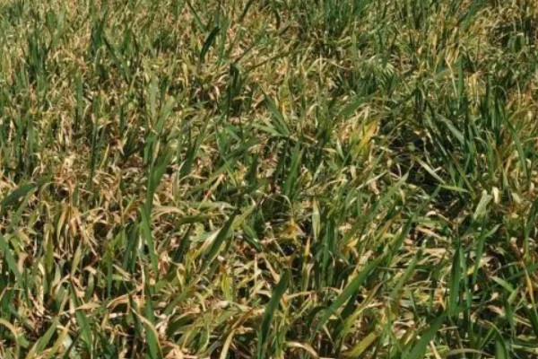 小麦苗期如何防治纹枯病，可用粉锈宁乳油、井冈霉素水剂等