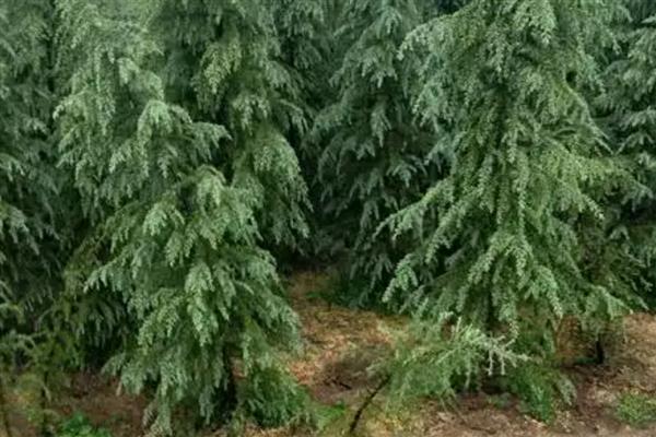 雪松如何防治病虫害，猝倒病应以防为主