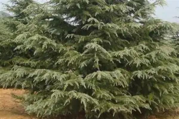 雪松如何防治病虫害，猝倒病应以防为主