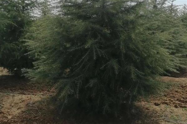雪松如何防治病虫害，猝倒病应以防为主
