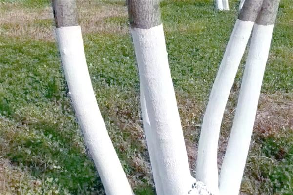 雪松如何防治病虫害，猝倒病应以防为主