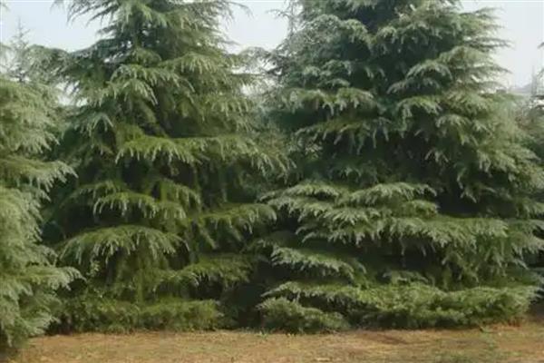 雪松如何防治病虫害，猝倒病应以防为主