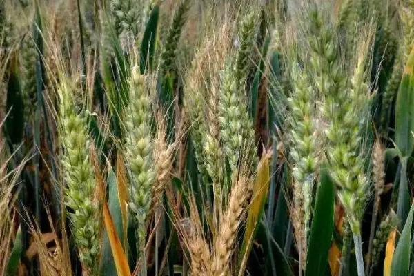 平麦28小麦品种简介，适宜播种期10月上中旬