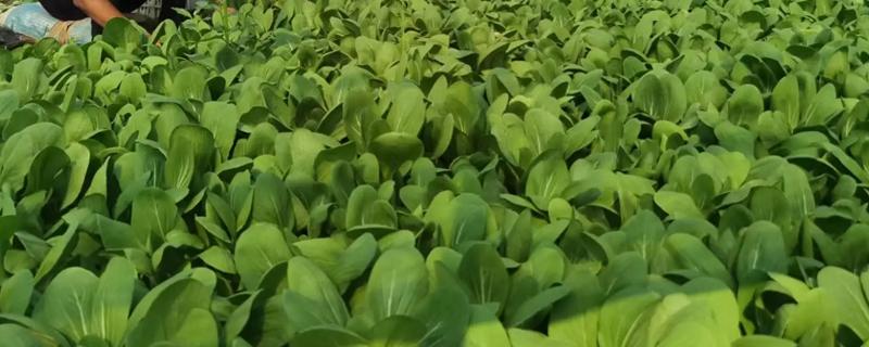 早春大棚菜心的种植技术，齐苗后适当通风排湿