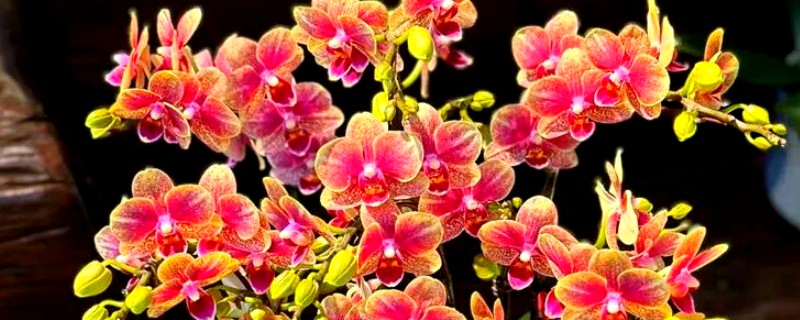 蝴蝶兰的开花时间，花期在每年的4-6月份