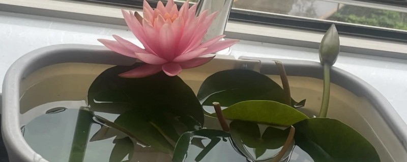 睡莲的种植方法，先将小苗的老根或烂根全部剪去