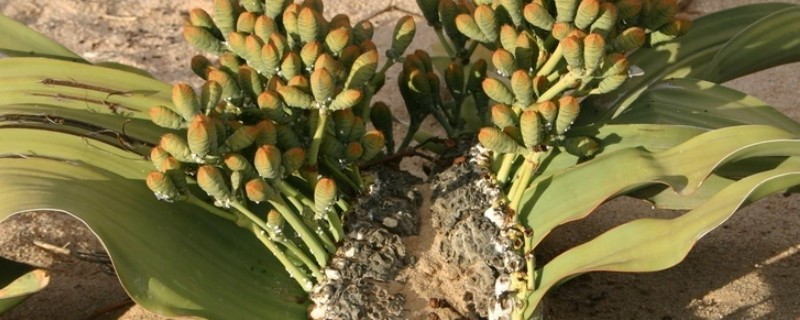 植物界超级寿星是哪种植物,是指百岁兰