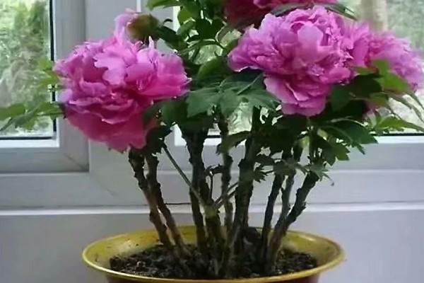 为什么牡丹花不长叶子，可能是养分不足所致