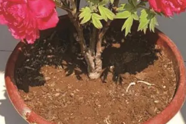为什么牡丹花不长叶子，可能是养分不足所致