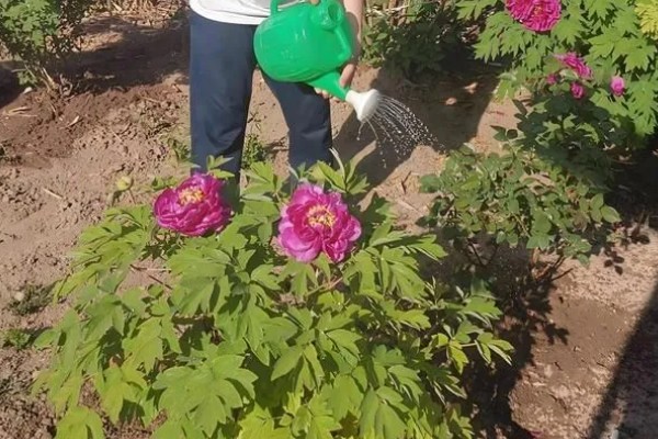 为什么牡丹花不长叶子，可能是养分不足所致
