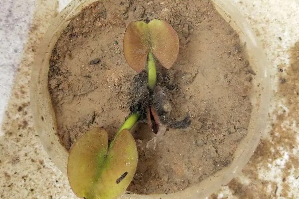 睡莲的种植方法，先将小苗的老根或烂根全部剪去