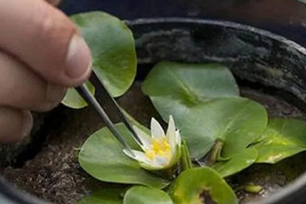 睡莲的种植方法，先将小苗的老根或烂根全部剪去