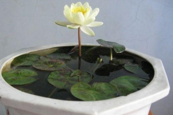 睡莲的种植方法，先将小苗的老根或烂根全部剪去
