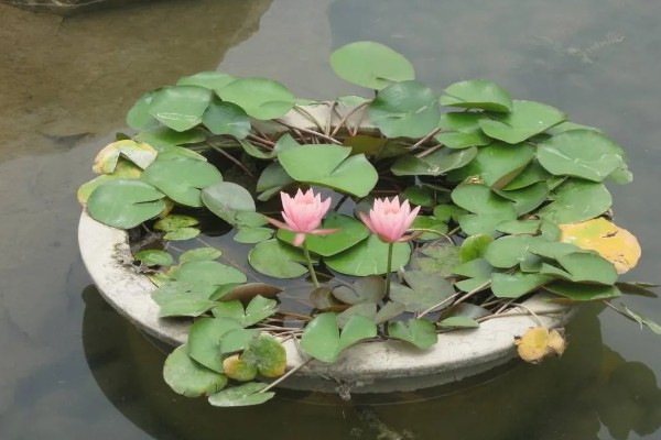 睡莲的种植方法，先将小苗的老根或烂根全部剪去