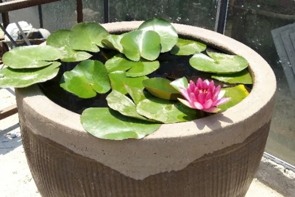 睡莲的种植方法，先将小苗的老根或烂根全部剪去