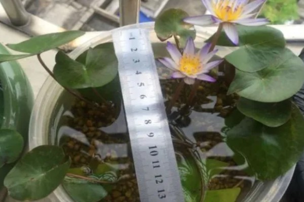 睡莲的种植方法，先将小苗的老根或烂根全部剪去