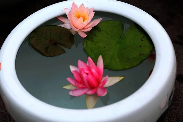 睡莲的种植方法，先将小苗的老根或烂根全部剪去