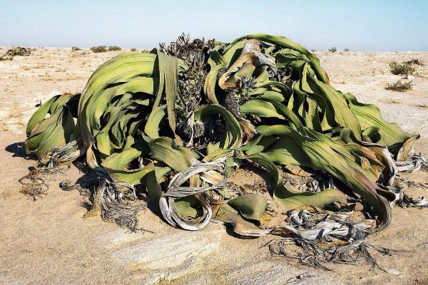 植物界超级寿星是哪种植物,是指百岁兰