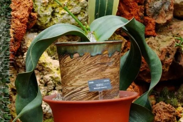 植物界超级寿星是哪种植物,是指百岁兰