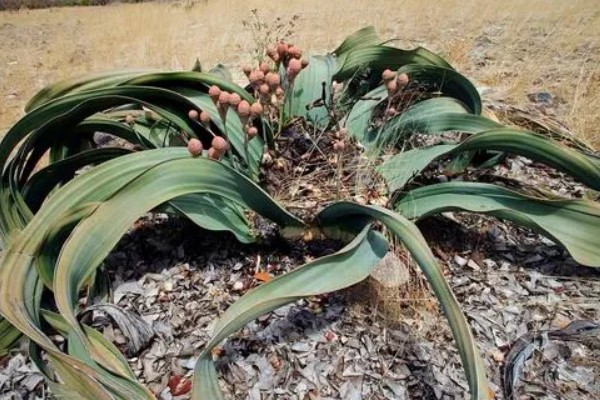 植物界超级寿星是哪种植物,是指百岁兰