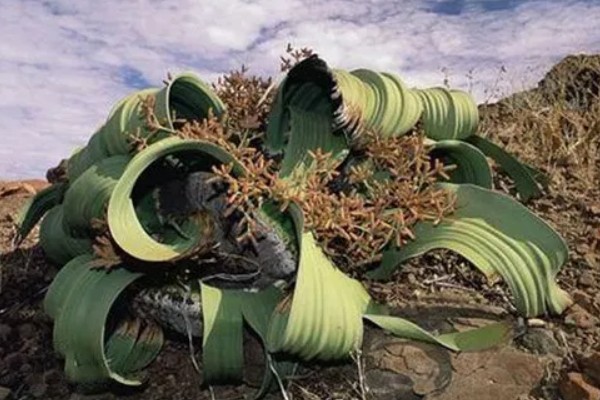 植物界超级寿星是哪种植物,是指百岁兰