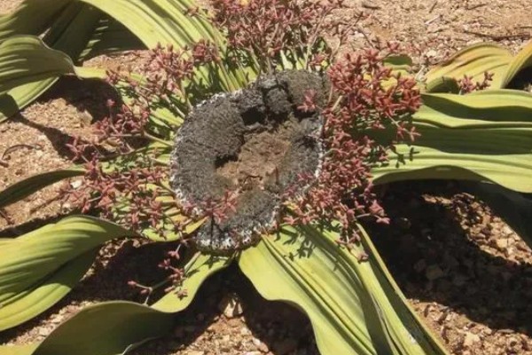 植物界超级寿星是哪种植物,是指百岁兰