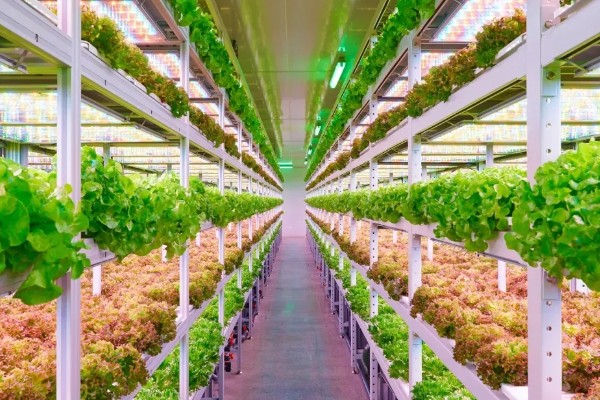 都市农业有哪些特点，具有高度集约化的经营方法