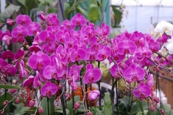 蝴蝶兰的开花时间，花期在每年的4-6月份