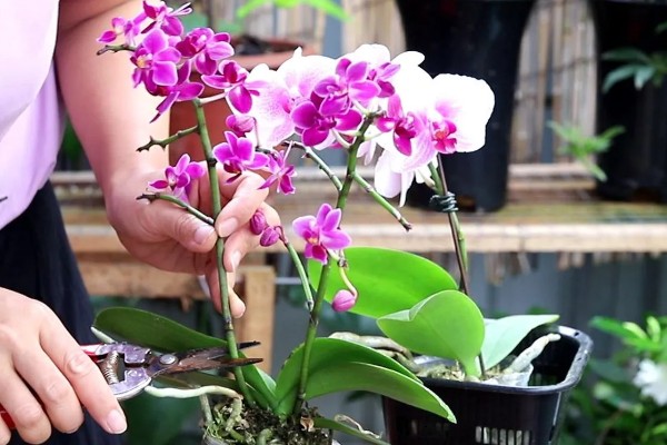 蝴蝶兰的开花时间，花期在每年的4-6月份