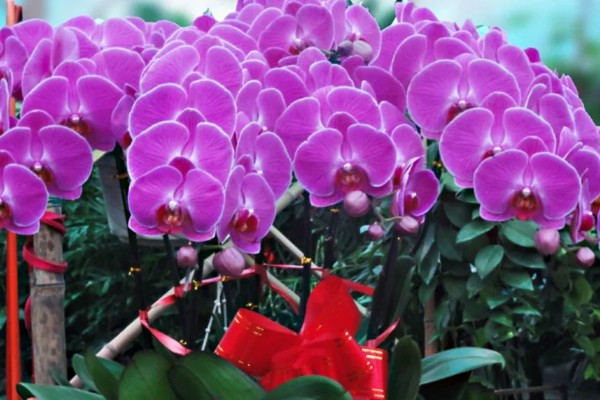 蝴蝶兰的开花时间，花期在每年的4-6月份
