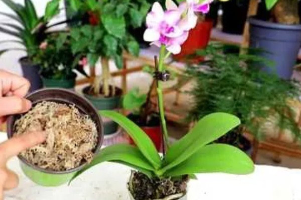 蝴蝶兰的开花时间，花期在每年的4-6月份