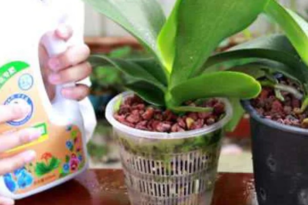蝴蝶兰的开花时间，花期在每年的4-6月份