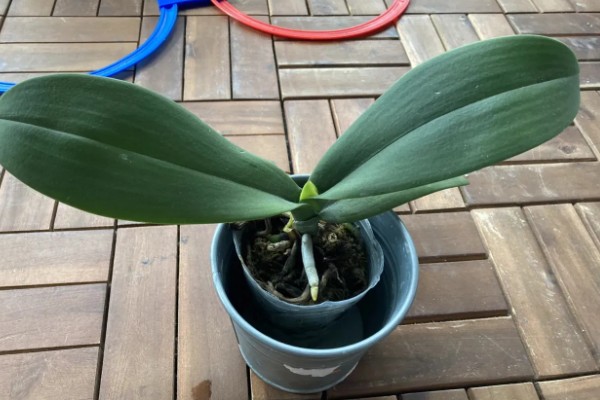 蝴蝶兰的开花时间，花期在每年的4-6月份