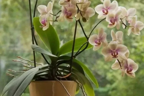 蝴蝶兰的开花时间，花期在每年的4-6月份