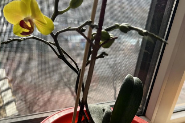 蝴蝶兰的开花时间，花期在每年的4-6月份