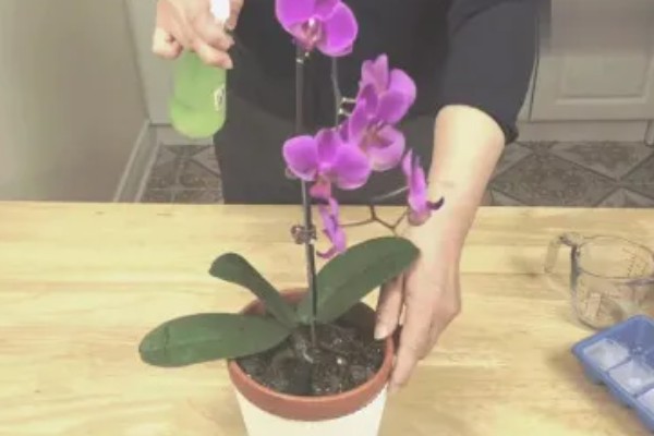 蝴蝶兰的开花时间，花期在每年的4-6月份
