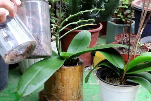 蝴蝶兰的开花时间，花期在每年的4-6月份